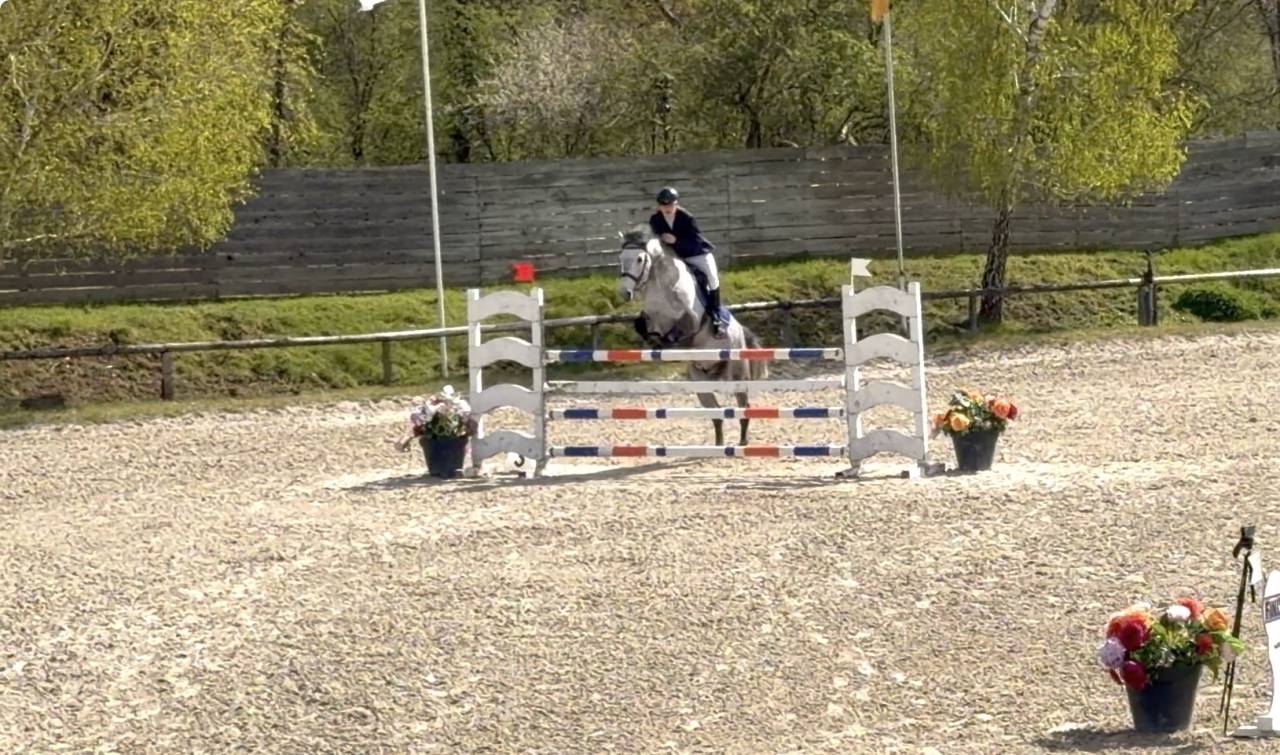 Gelding Origin Recorded For sale 2017 Grey