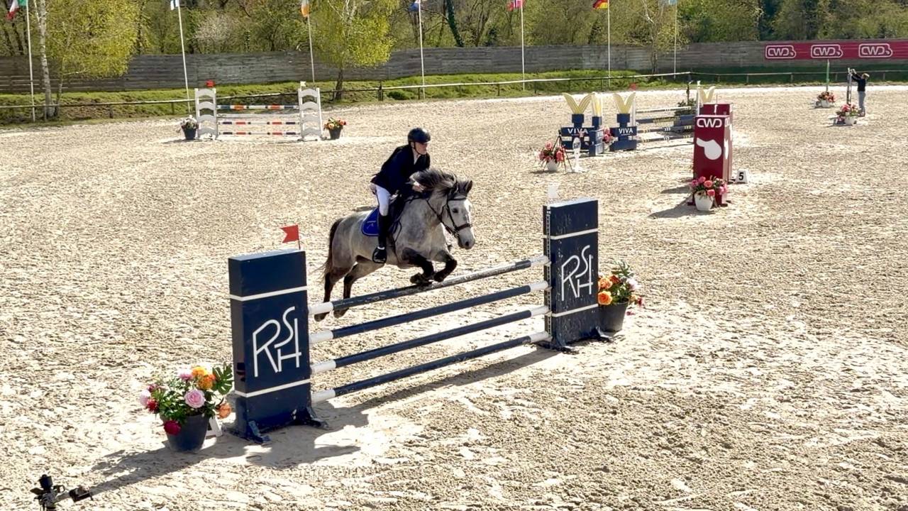 Gelding Origin Recorded For sale 2017 Grey