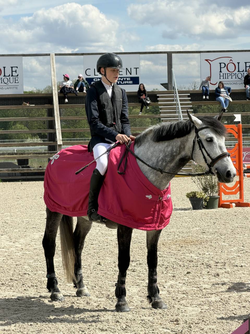 Gelding Origin Recorded For sale 2017 Grey