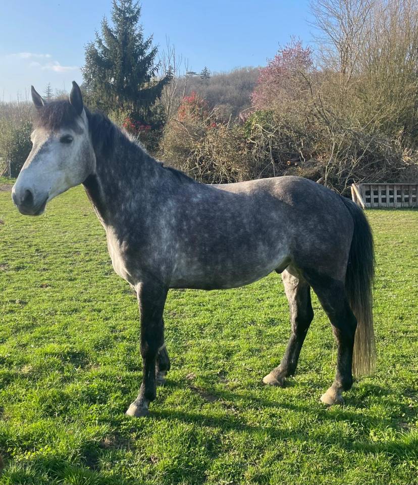 Gelding Origin Recorded For sale 2017 Grey