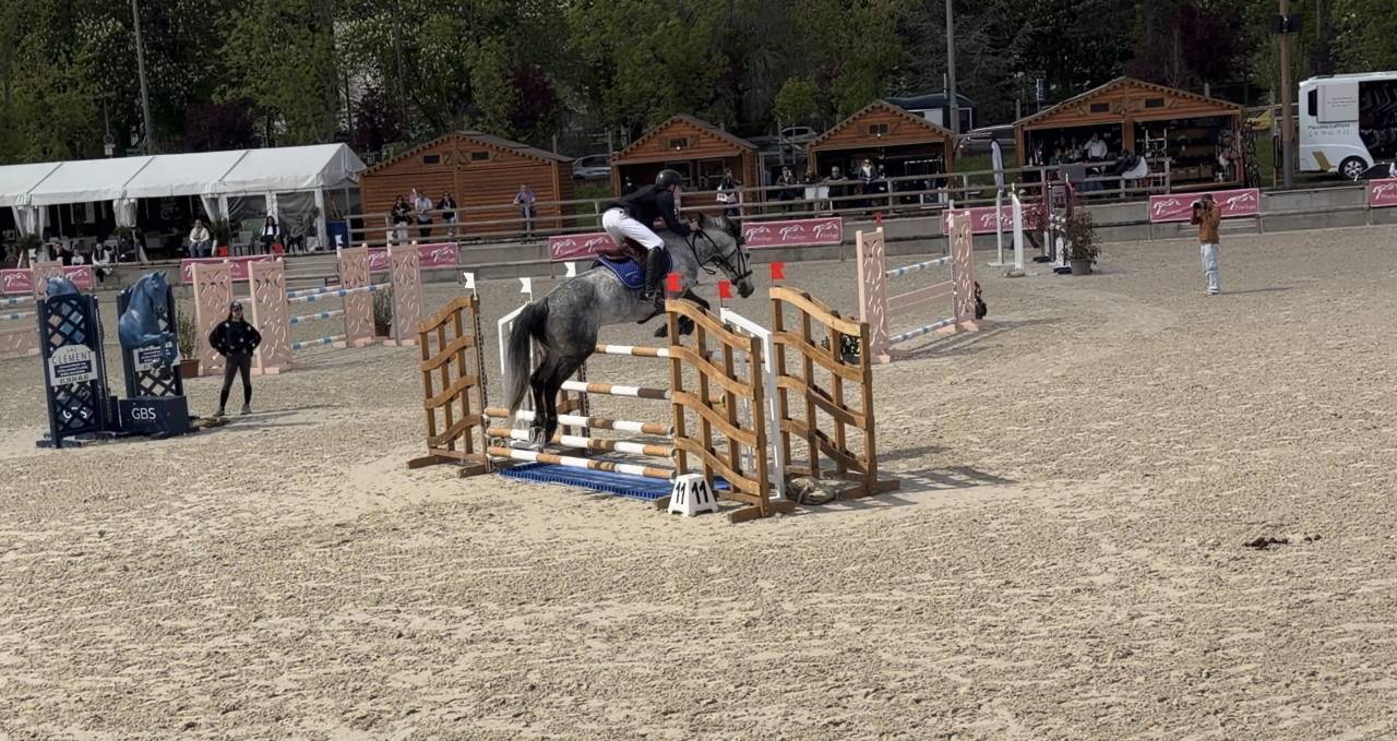 Gelding Origin Recorded For sale 2017 Grey