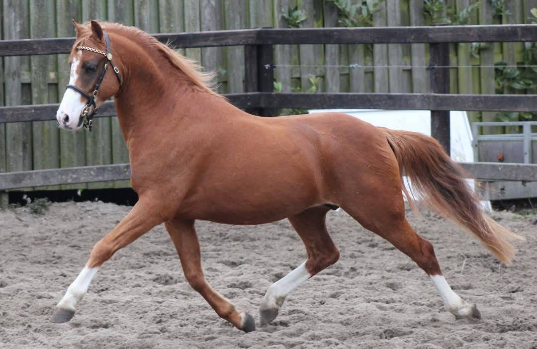 Filly Welsh Pony (Section B) For sale 2026 Dark Bay
