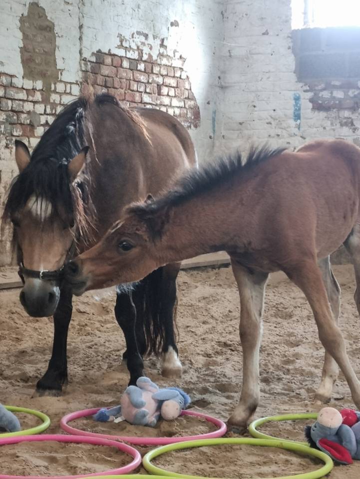Filly Welsh Pony (Section B) For sale 2026 Dark Bay