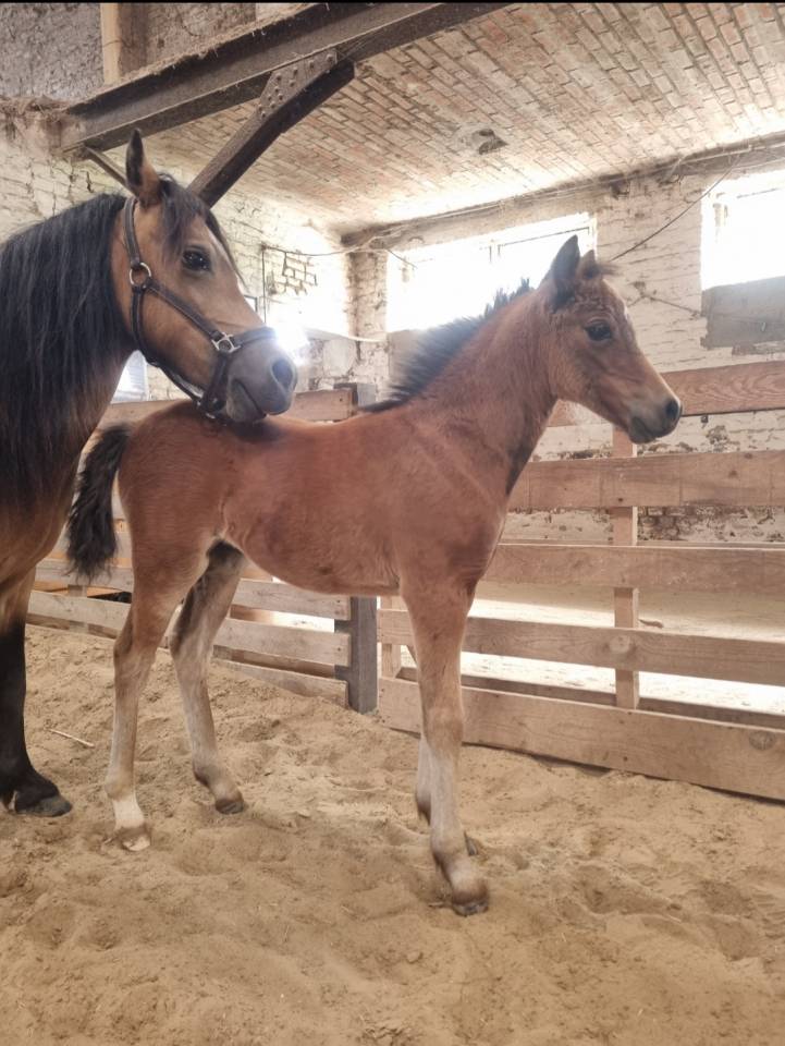 Filly Welsh Pony (Section B) For sale 2026 Dark Bay