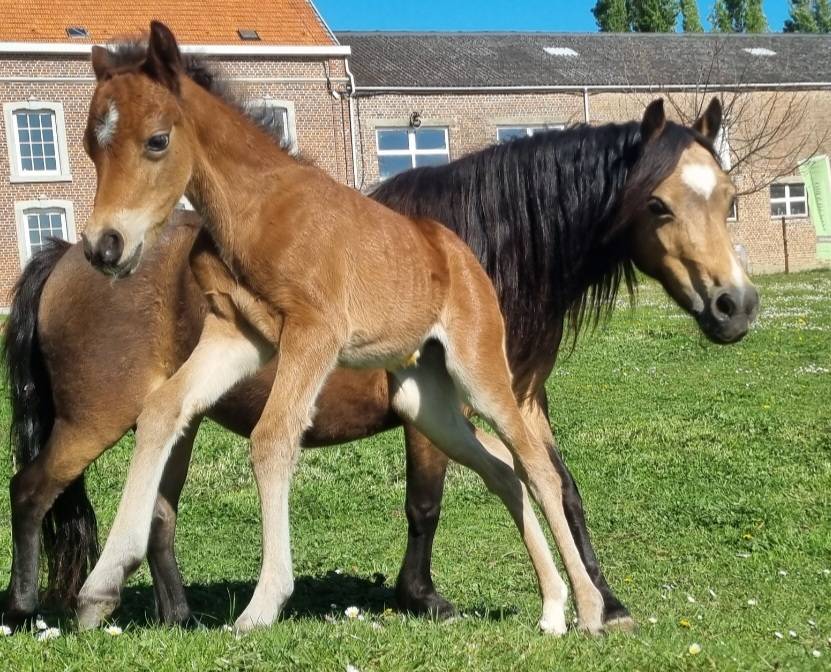 Filly Welsh Pony (Section B) For sale 2026 Dark Bay