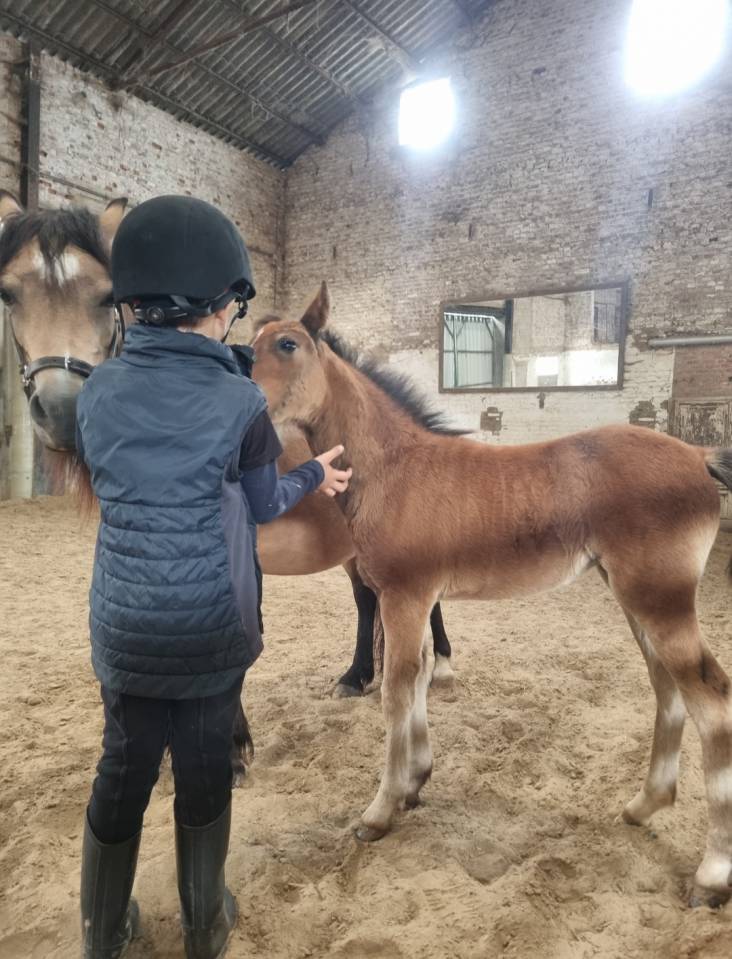 Filly Welsh Pony (Section B) For sale 2026 Dark Bay