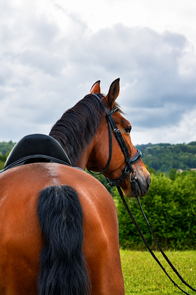 Gelding KWPN Dutch Warmblood For sale 2014 Bay