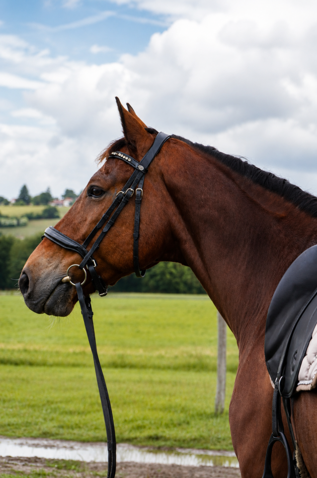 Gelding KWPN Dutch Warmblood For sale 2014 Bay