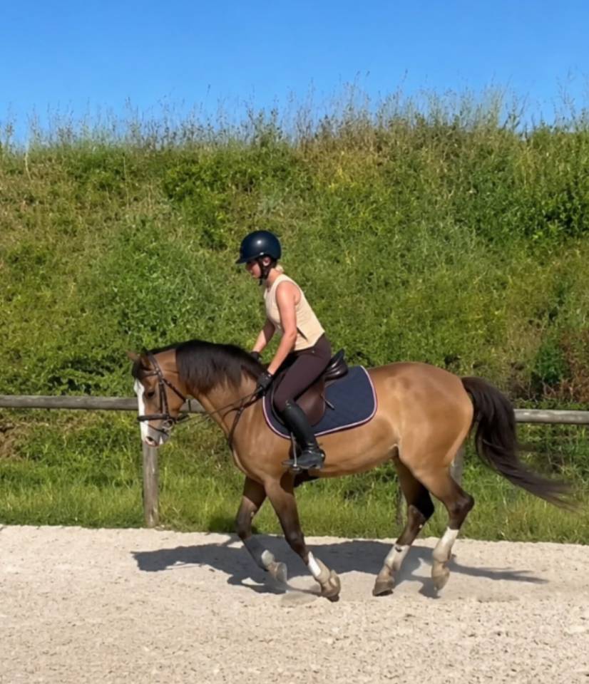 Mare French Saddle Pony For sale 2022 Roan