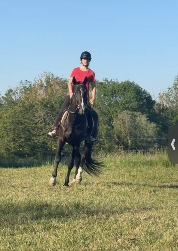 Gelding French Trotter For sale 2022 Black