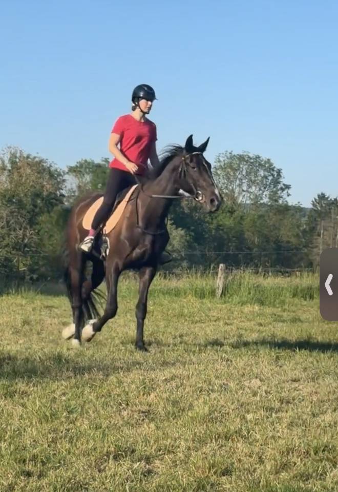 Gelding French Trotter For sale 2022 Black