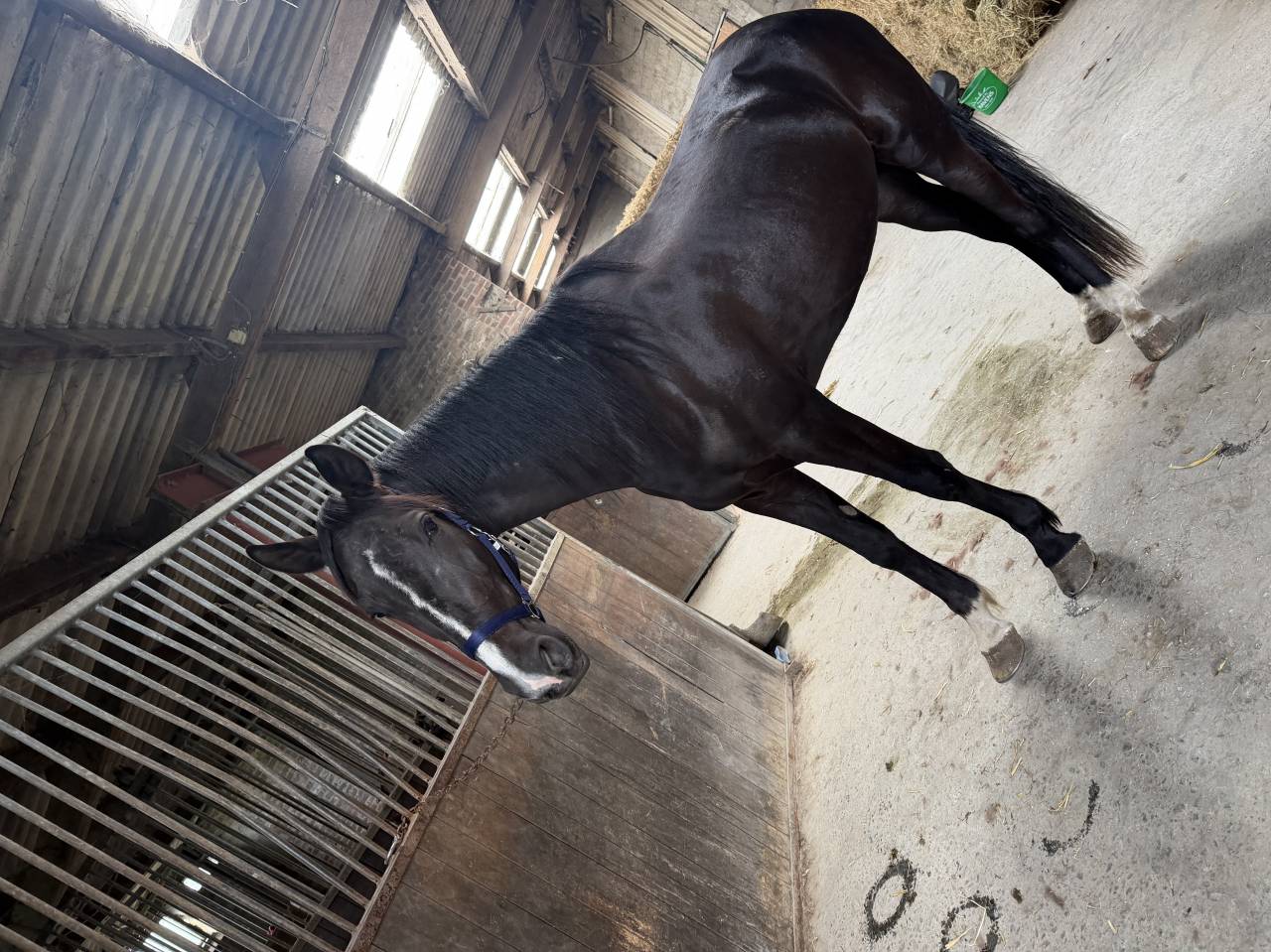 Gelding French Trotter For sale 2022 Black