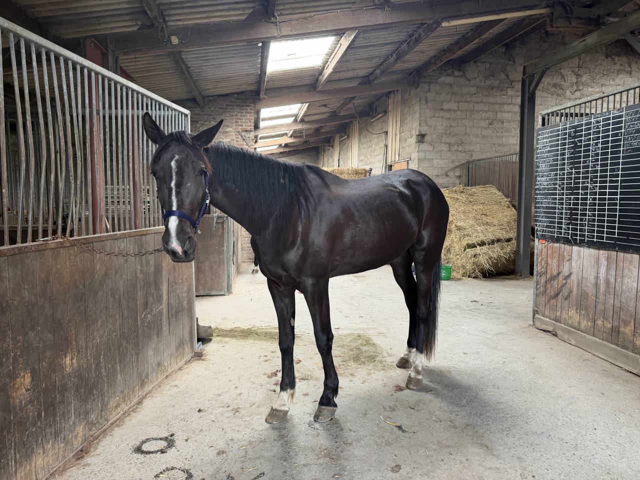 Gelding French Trotter For sale 2022 Black