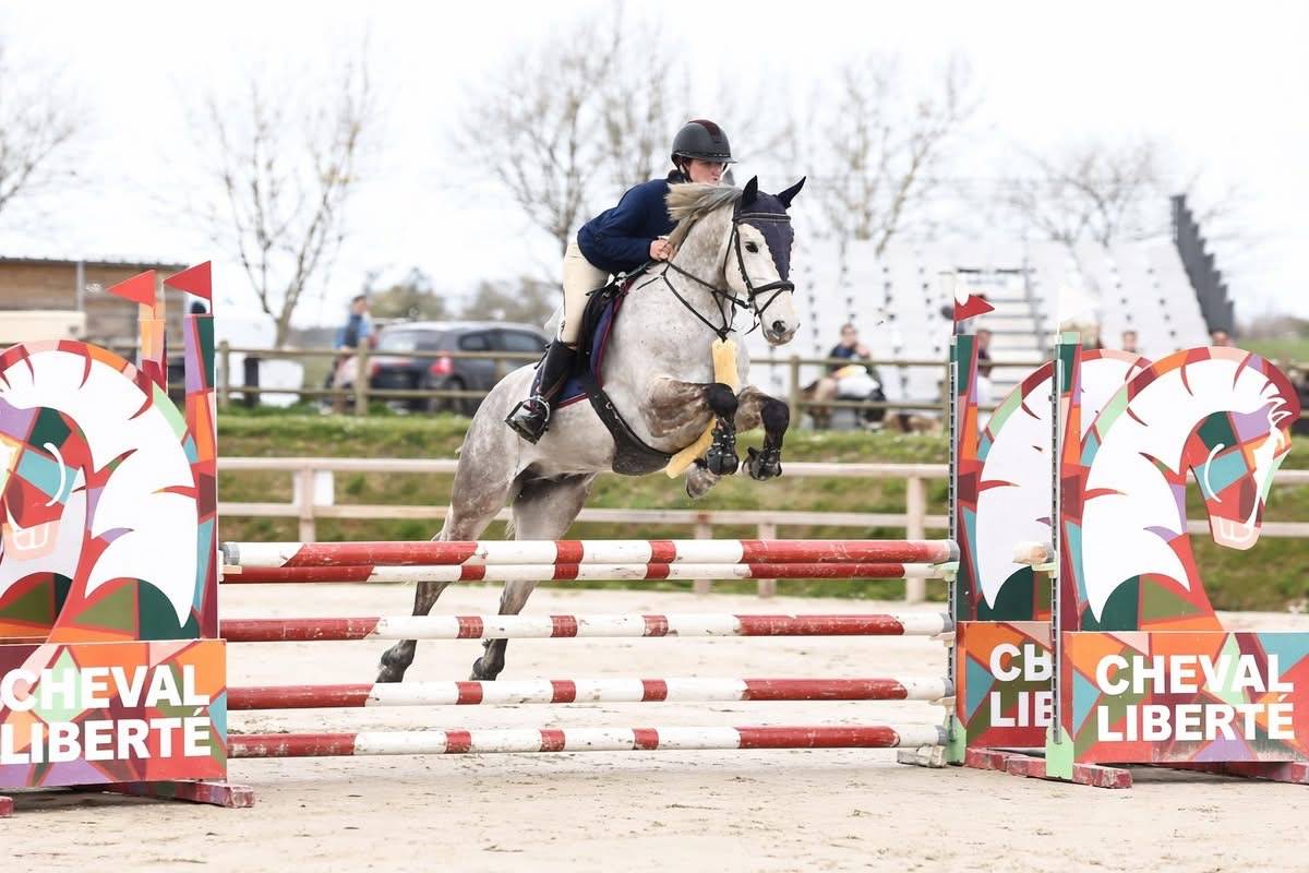 Gelding Connemara For sale 2021 Grey