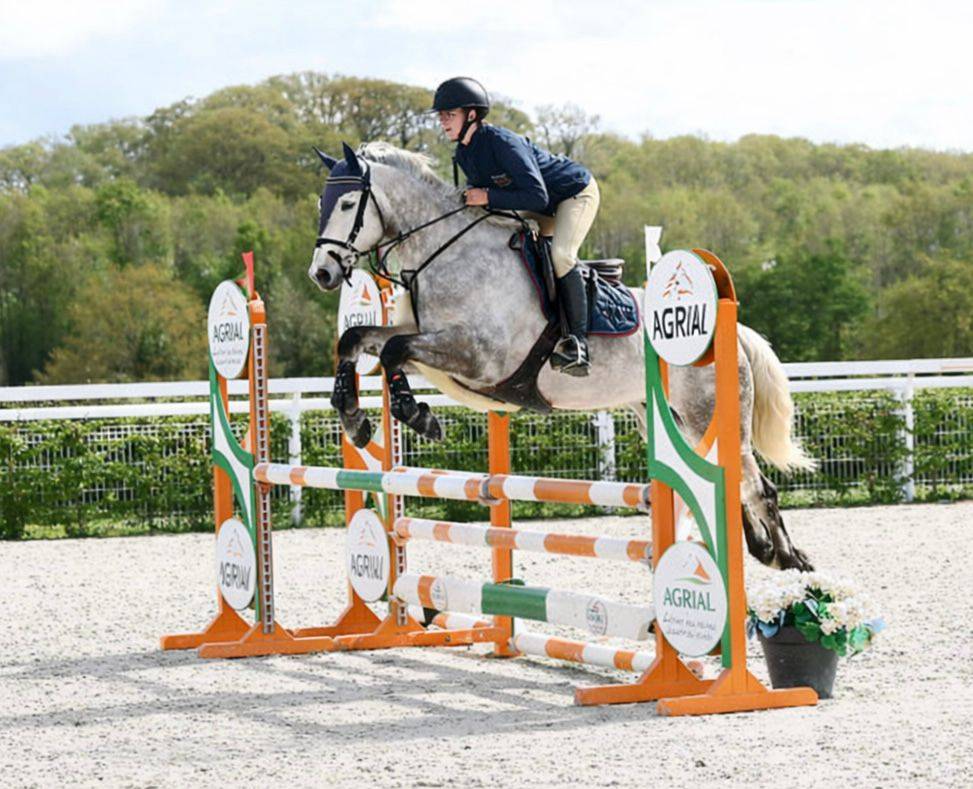 Gelding Connemara For sale 2021 Grey
