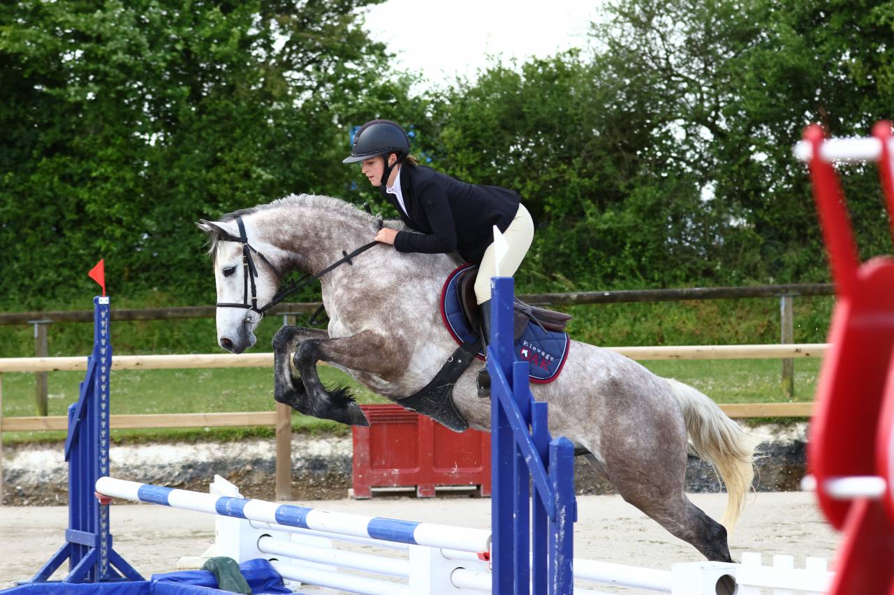 Gelding Connemara For sale 2021 Grey