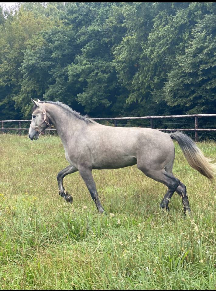 Gelding Connemara For sale 2021 Grey