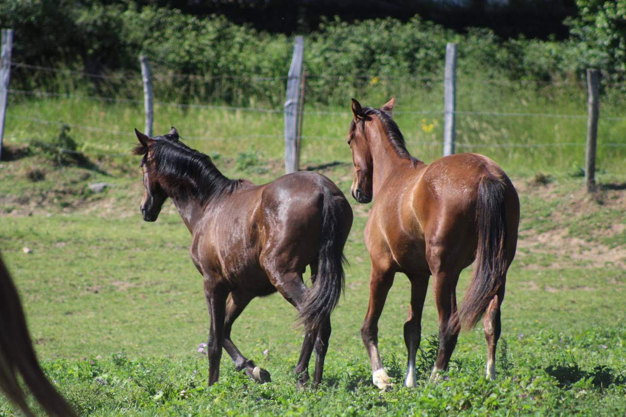 Gelding PRE Pure Spanish Bred For sale 2025 Bay