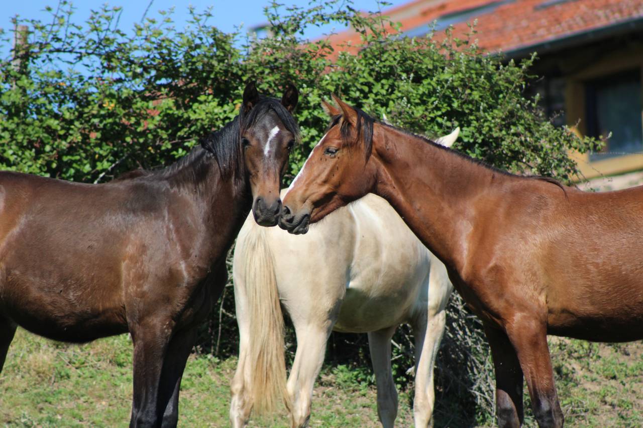 Gelding PRE Pure Spanish Bred For sale 2025 Bay