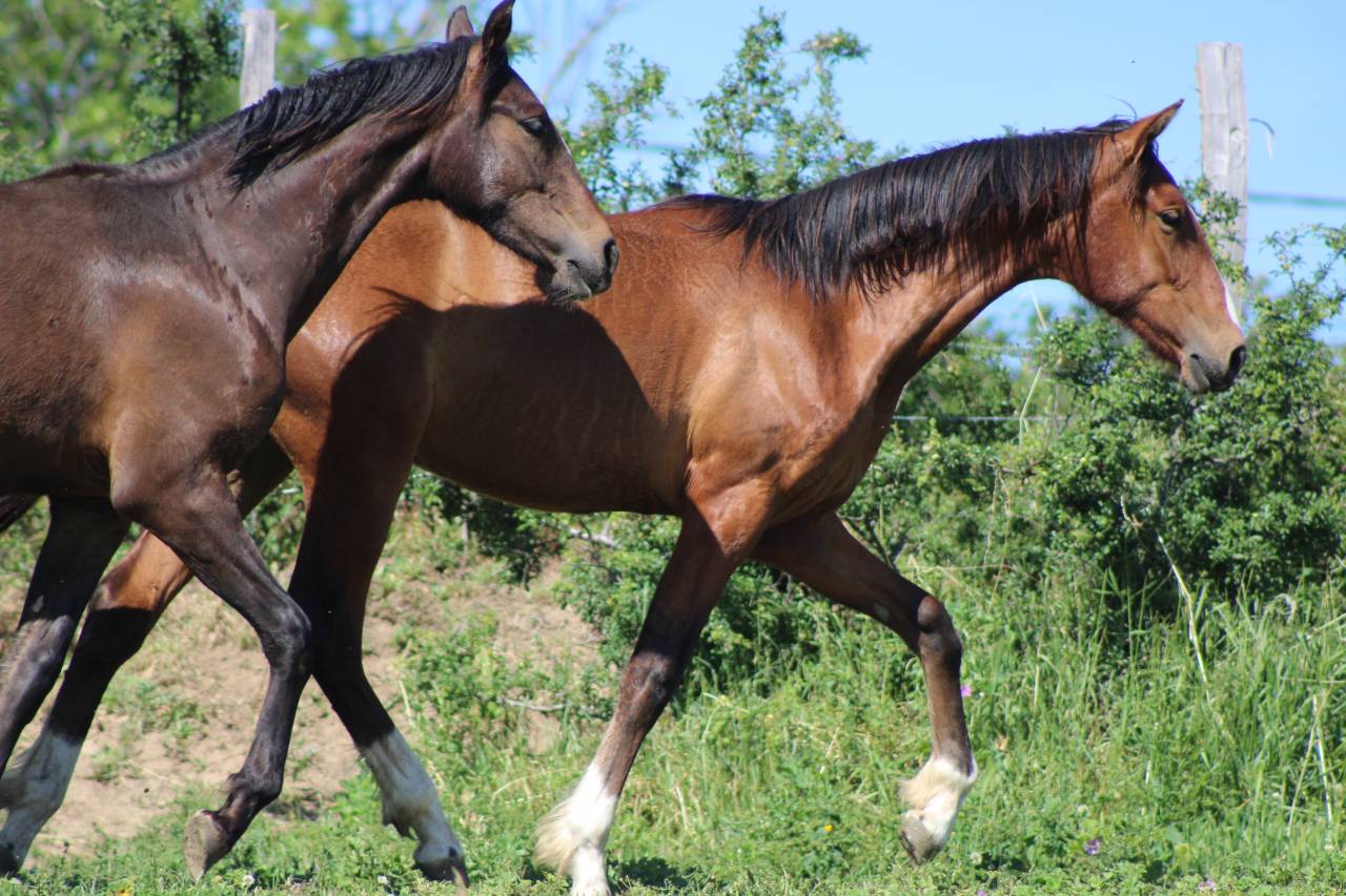 Gelding PRE Pure Spanish Bred For sale 2025 Bay