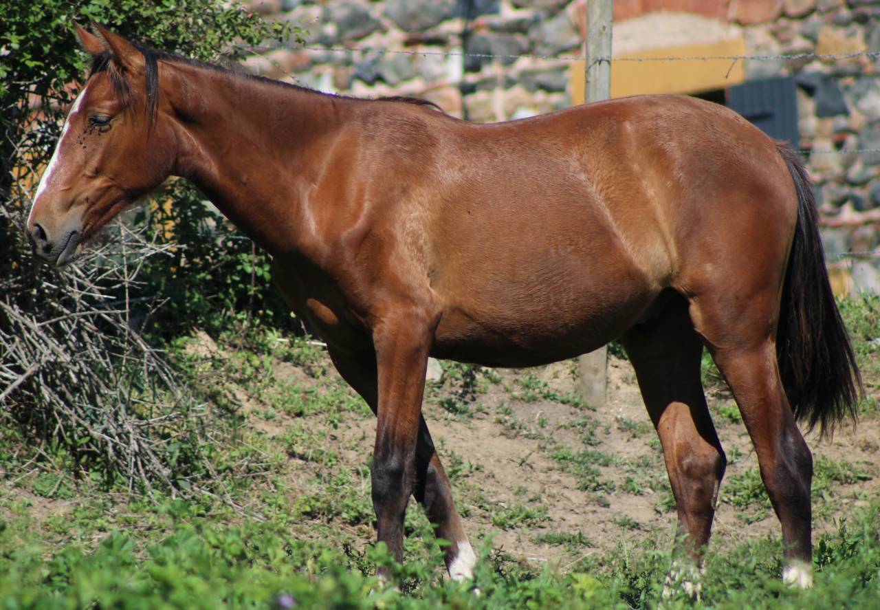 Gelding PRE Pure Spanish Bred For sale 2025 Bay