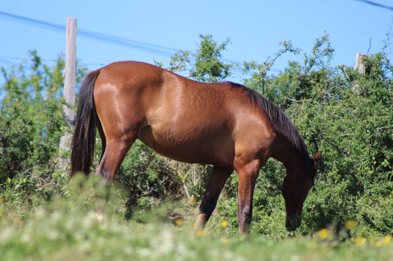 Gelding PRE Pure Spanish Bred For sale 2025 Bay