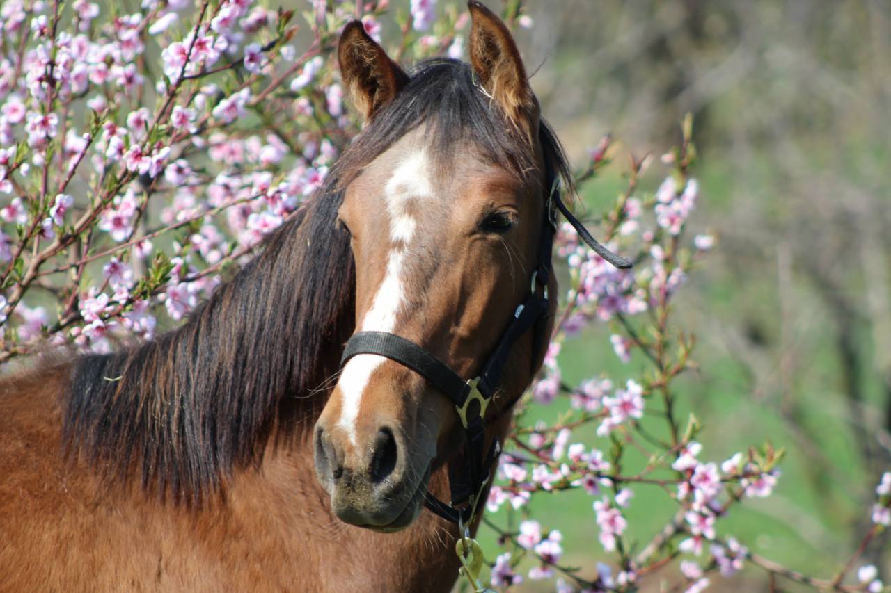 Gelding PRE Pure Spanish Bred For sale 2025 Bay