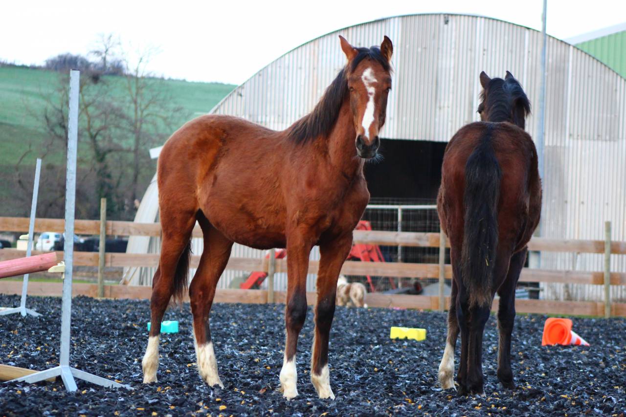 Gelding PRE Pure Spanish Bred For sale 2025 Bay