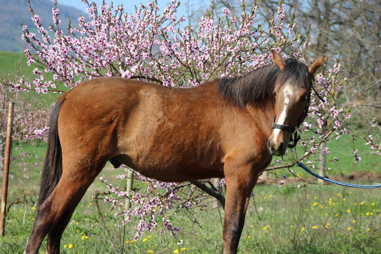 Gelding PRE Pure Spanish Bred For sale 2025 Bay