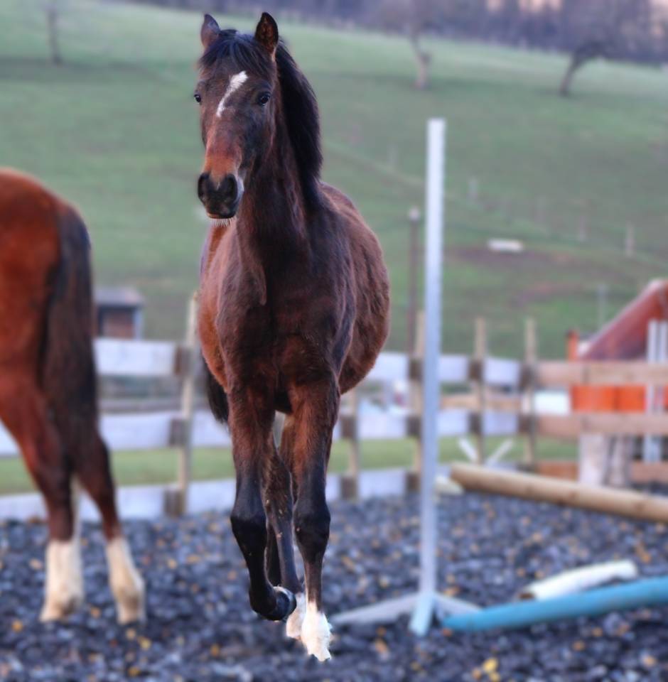 Gelding PRE Pure Spanish Bred For sale 2025 Dark Bay