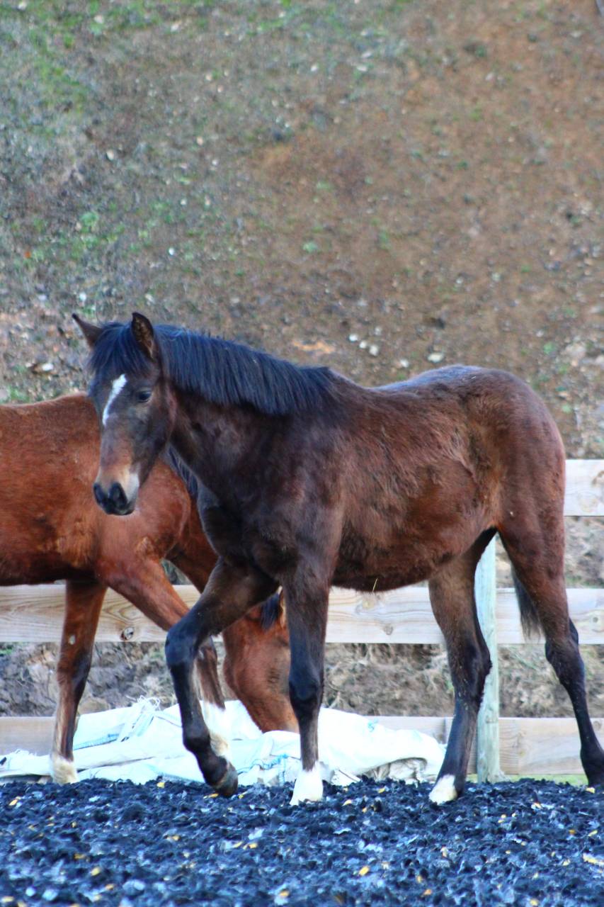 Gelding PRE Pure Spanish Bred For sale 2025 Dark Bay