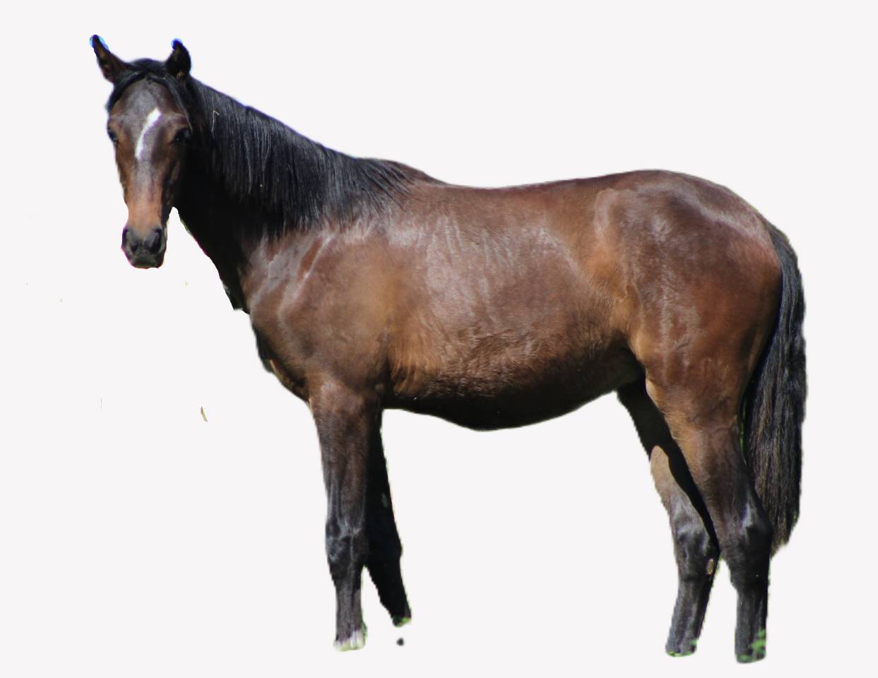 Gelding PRE Pure Spanish Bred For sale 2025 Dark Bay