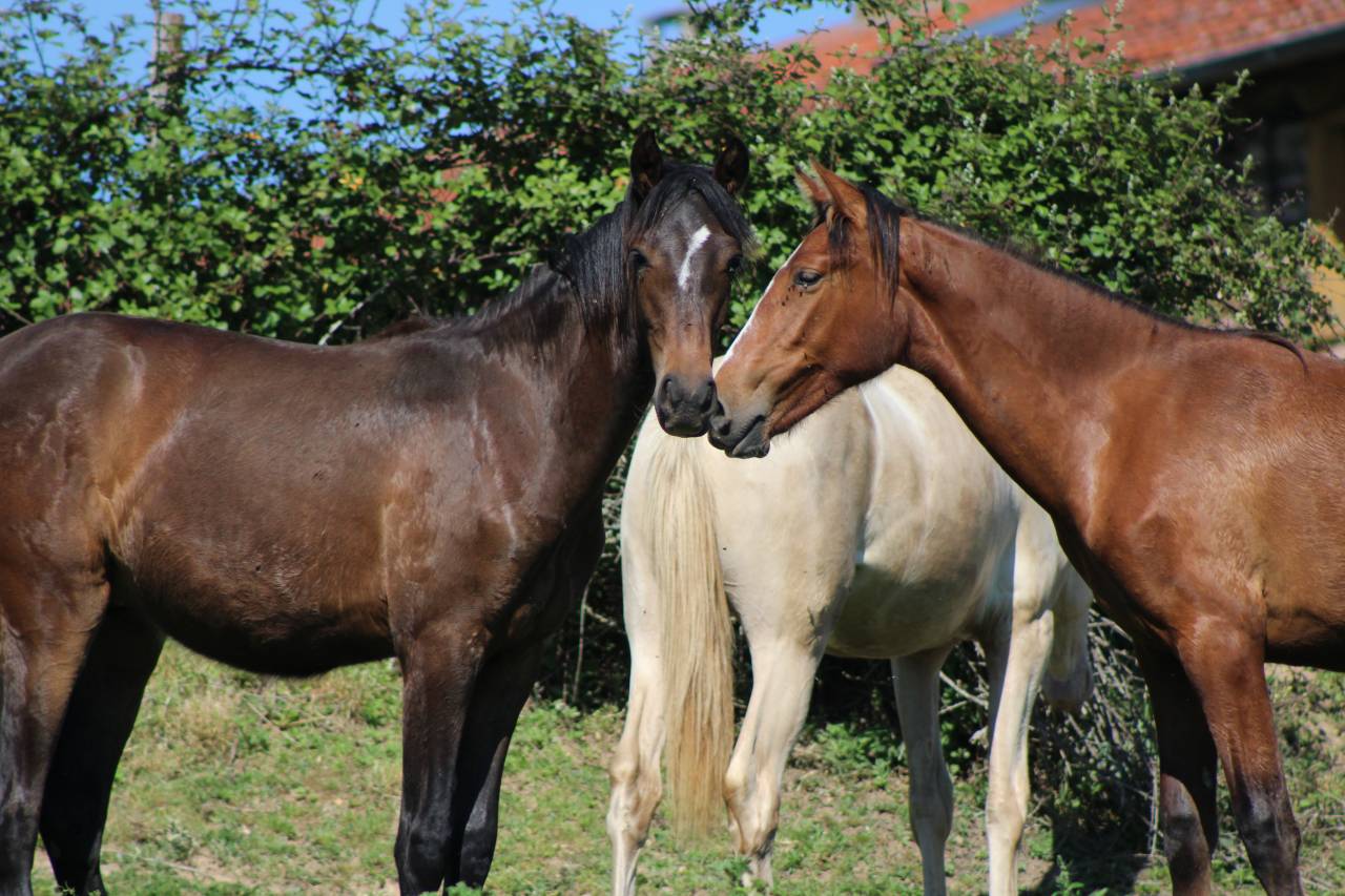 Gelding PRE Pure Spanish Bred For sale 2025 Dark Bay
