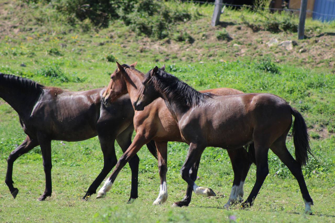 Gelding PRE Pure Spanish Bred For sale 2025 Dark Bay
