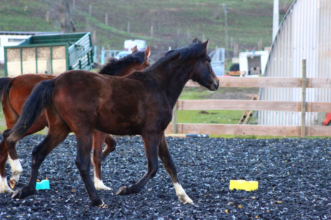 Gelding PRE Pure Spanish Bred For sale 2025 Dark Bay