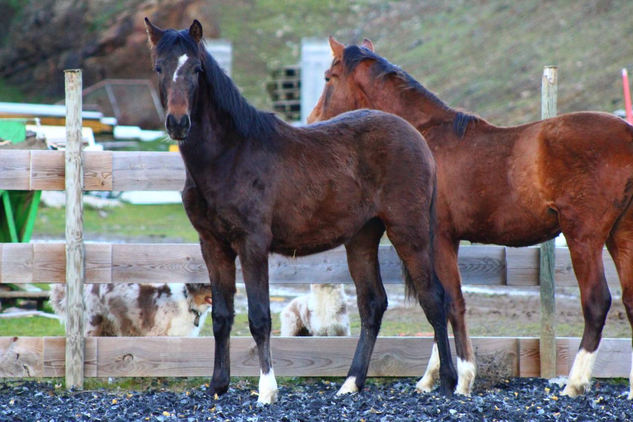 Gelding PRE Pure Spanish Bred For sale 2025 Dark Bay