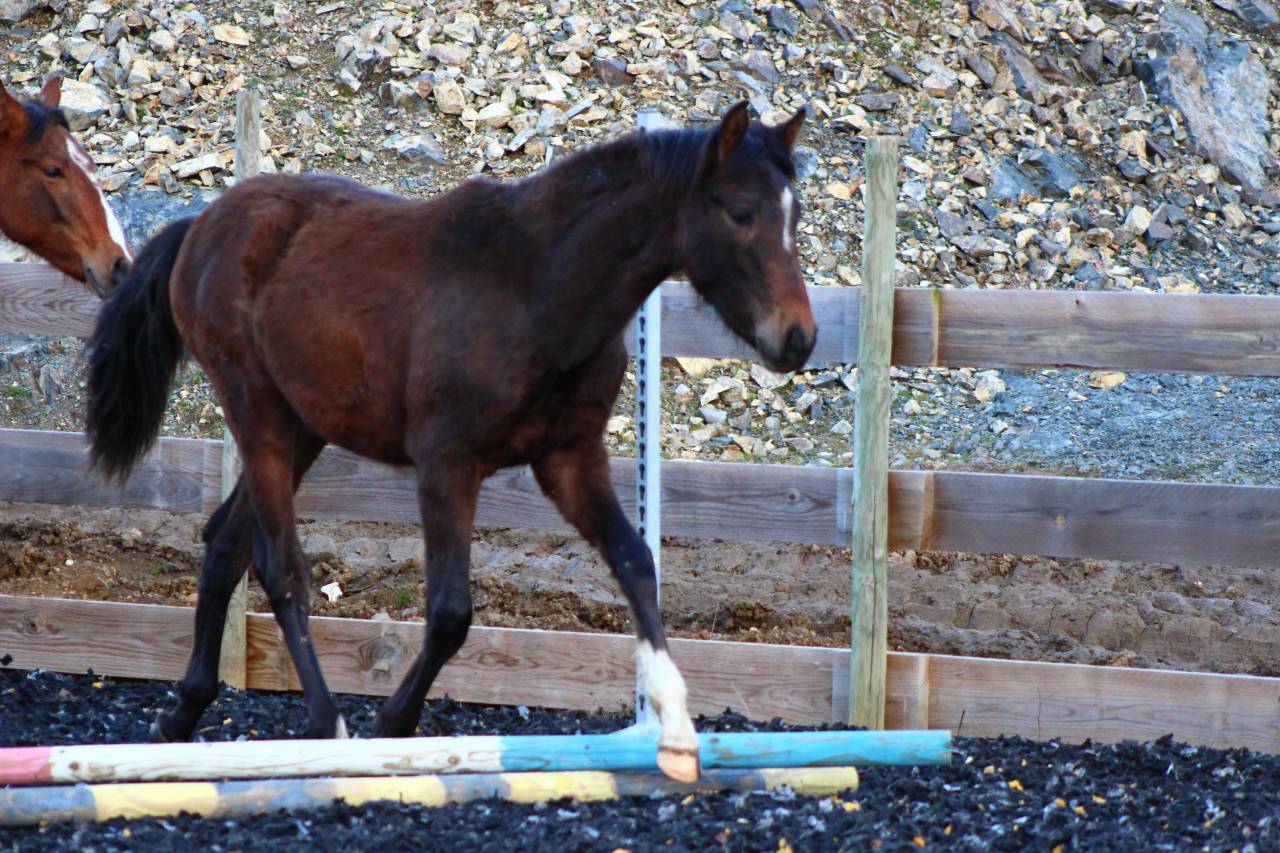 Gelding PRE Pure Spanish Bred For sale 2025 Dark Bay
