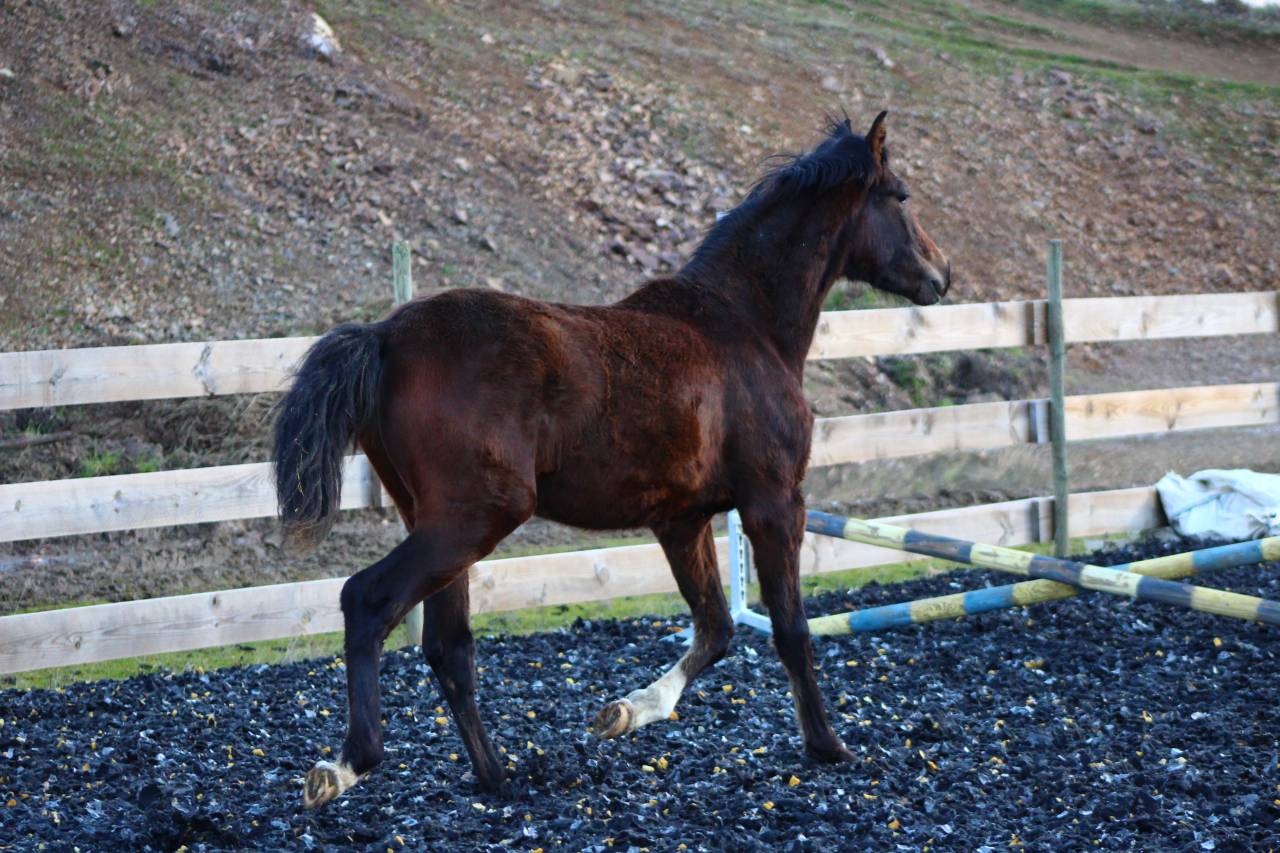Gelding PRE Pure Spanish Bred For sale 2025 Dark Bay