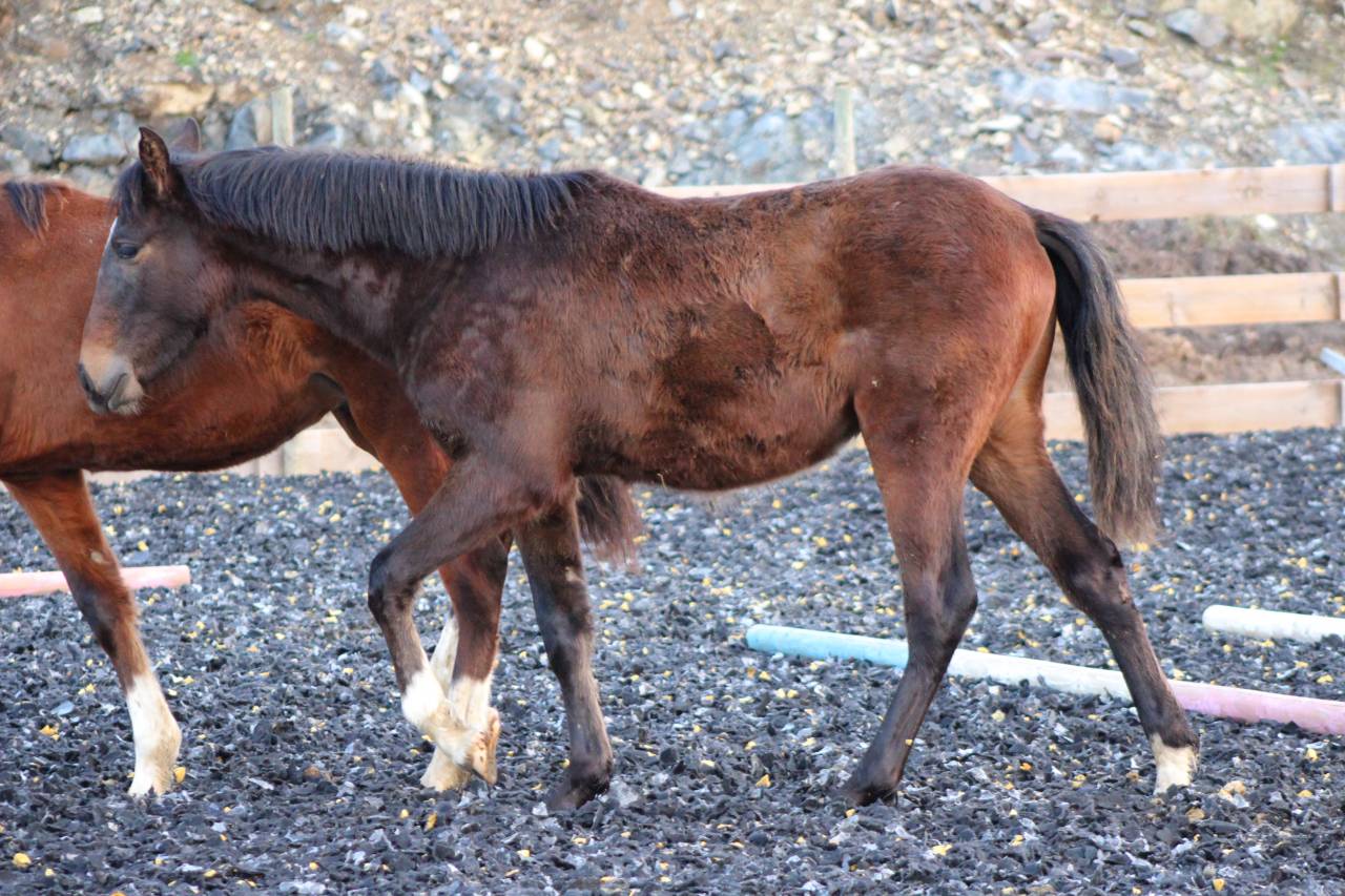 Gelding PRE Pure Spanish Bred For sale 2025 Dark Bay