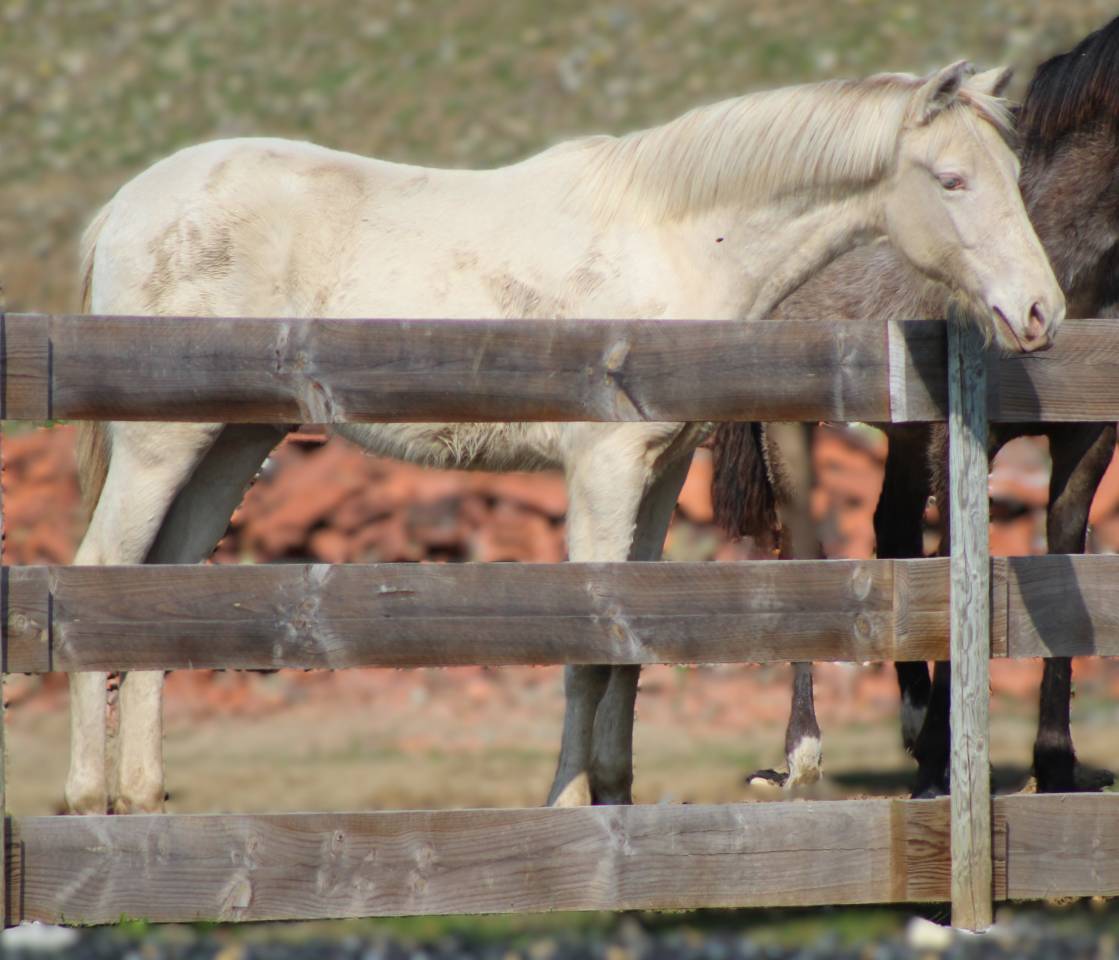 Gelding PRE Pure Spanish Bred For sale 2025 Cremello