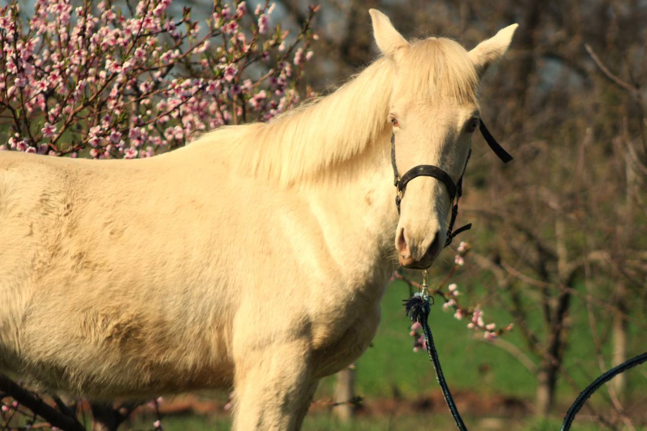 Gelding PRE Pure Spanish Bred For sale 2025 Cremello