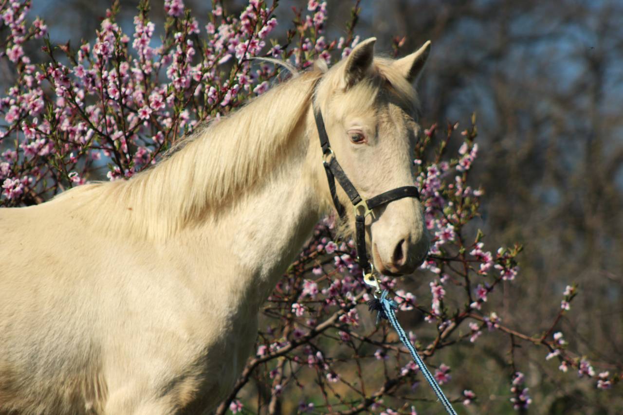 Gelding PRE Pure Spanish Bred For sale 2025 Cremello