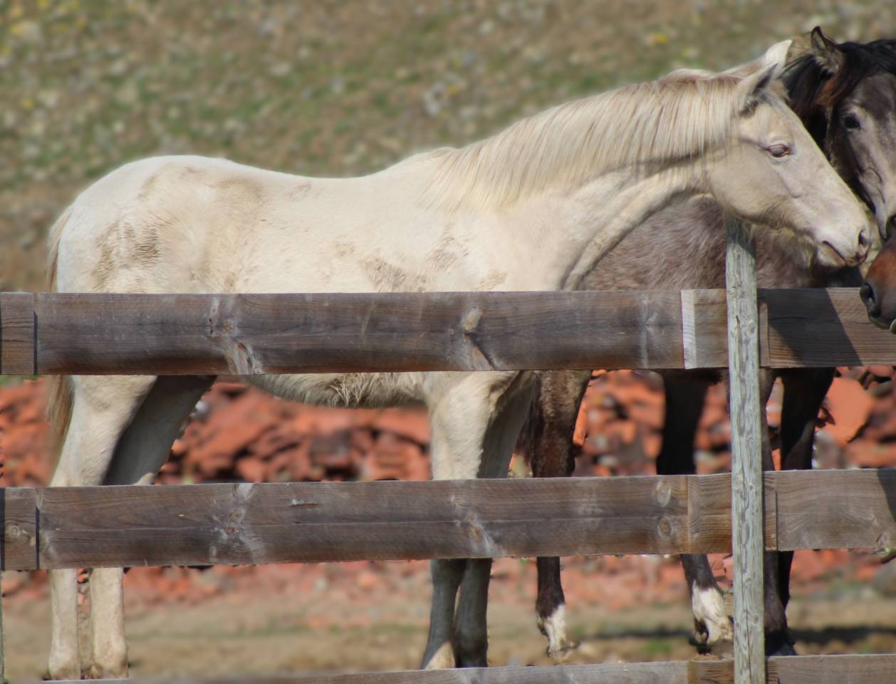 Gelding PRE Pure Spanish Bred For sale 2025 Cremello