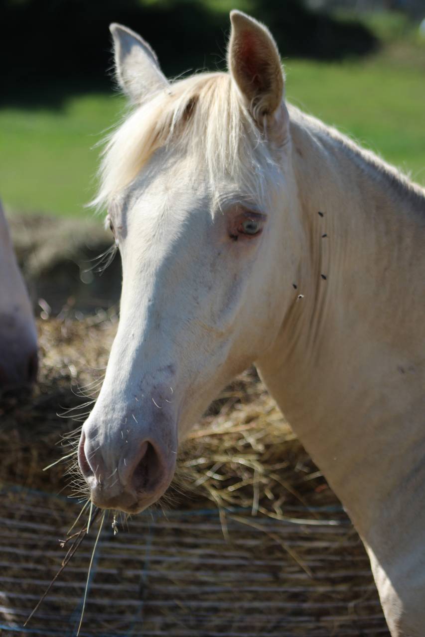 Gelding PRE Pure Spanish Bred For sale 2025 Cremello