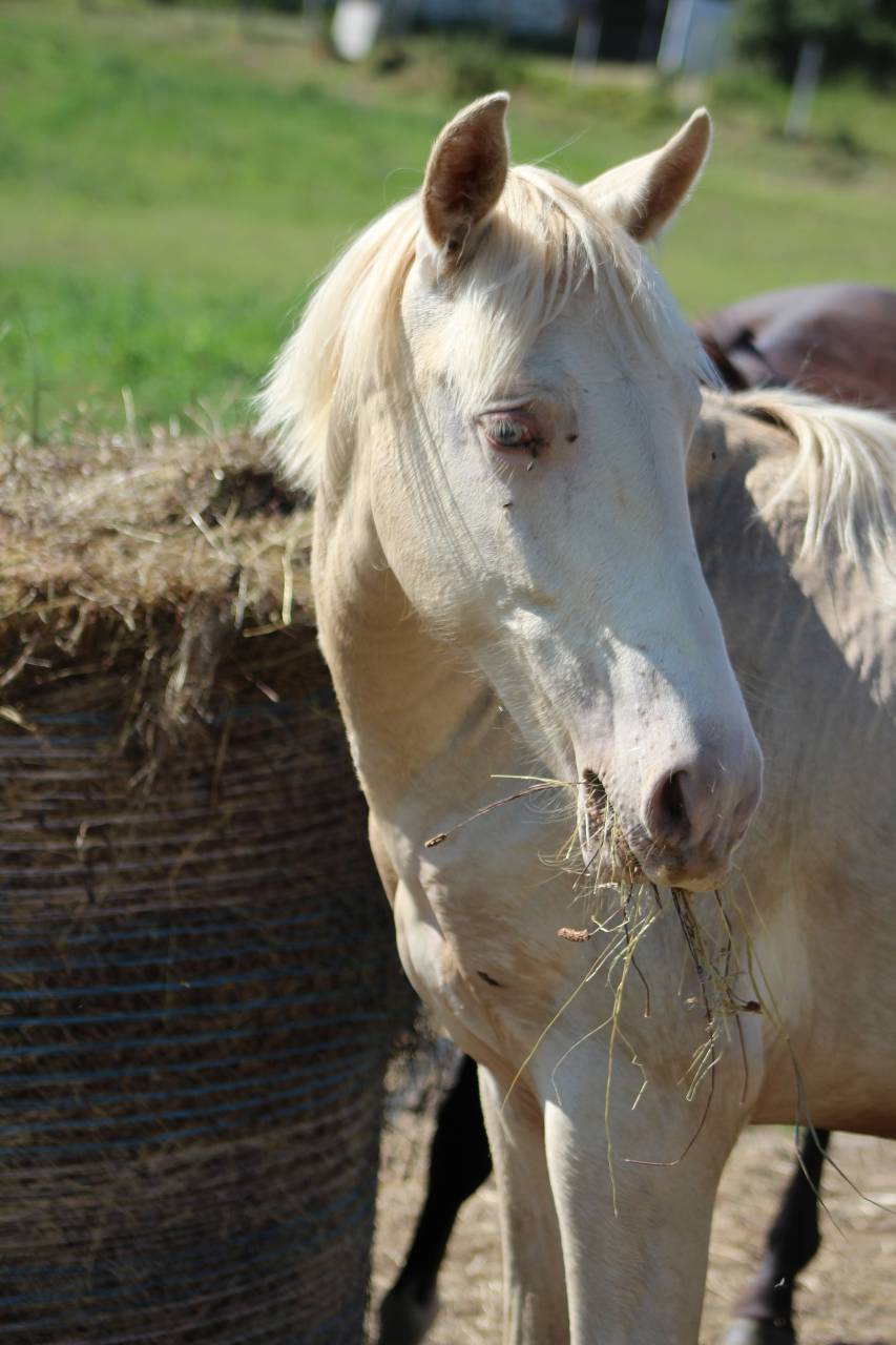 Gelding PRE Pure Spanish Bred For sale 2025 Cremello