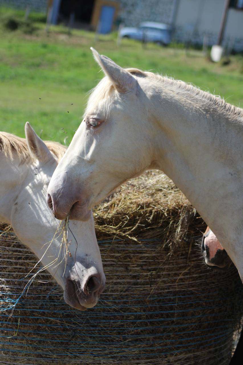 Gelding PRE Pure Spanish Bred For sale 2025 Cremello