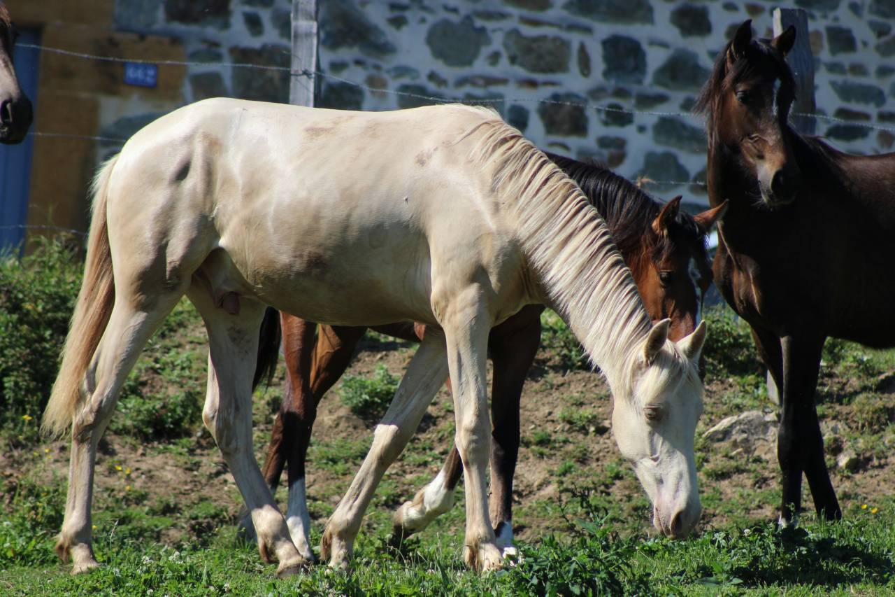 Gelding PRE Pure Spanish Bred For sale 2025 Cremello