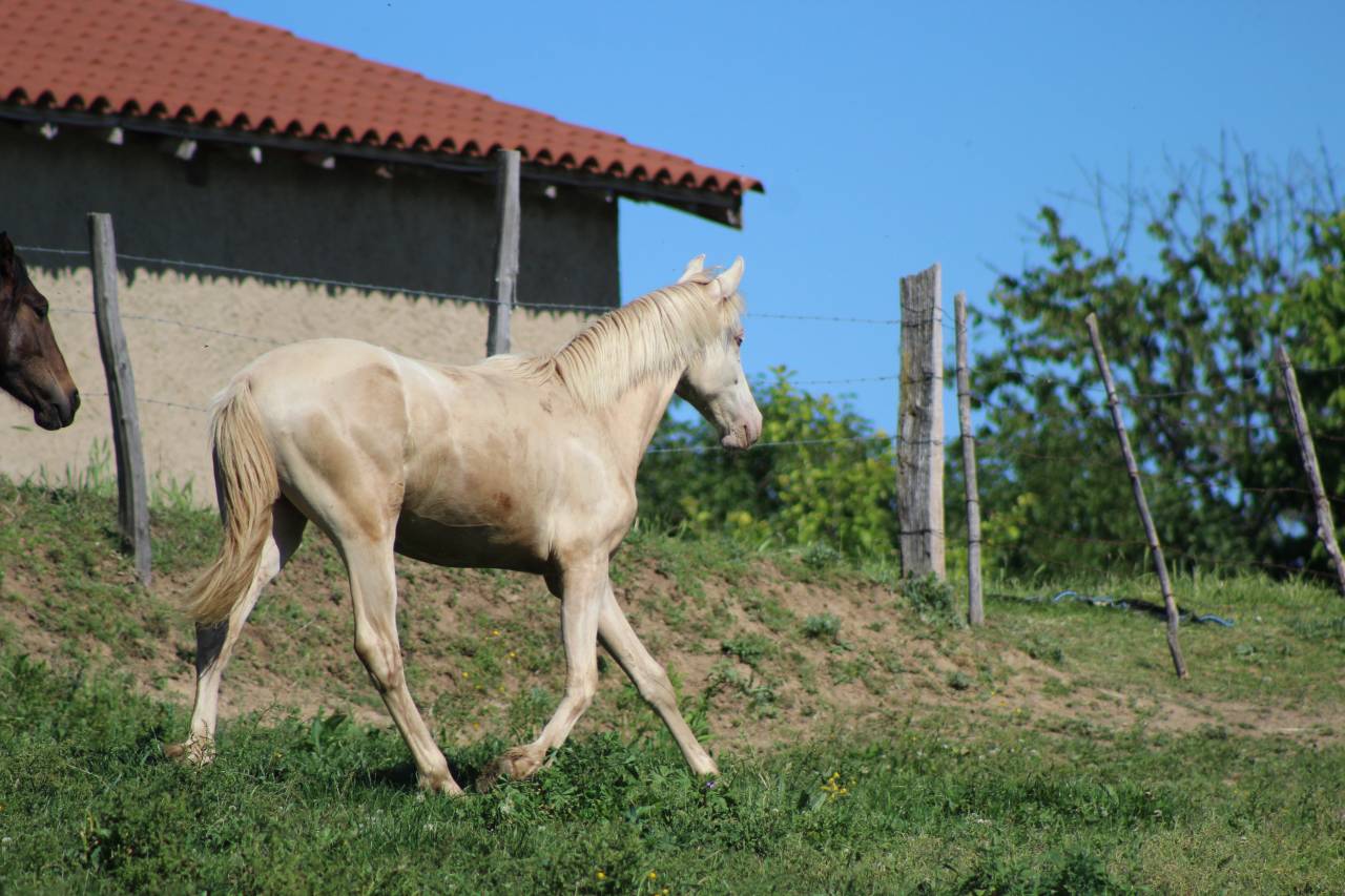 Gelding PRE Pure Spanish Bred For sale 2025 Cremello