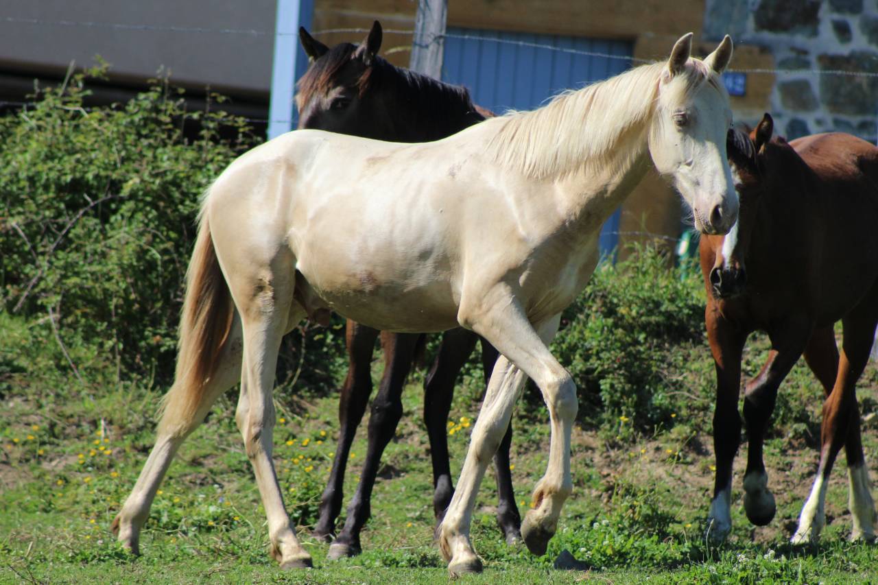 Gelding PRE Pure Spanish Bred For sale 2025 Cremello