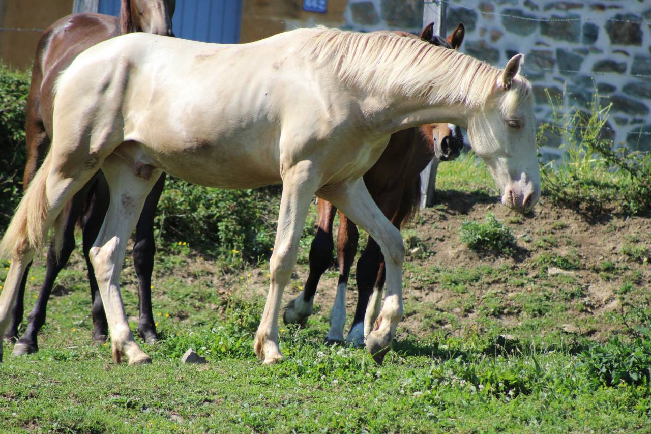 Gelding PRE Pure Spanish Bred For sale 2025 Cremello
